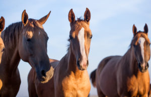 A close-up photograph - Three young stallions Don